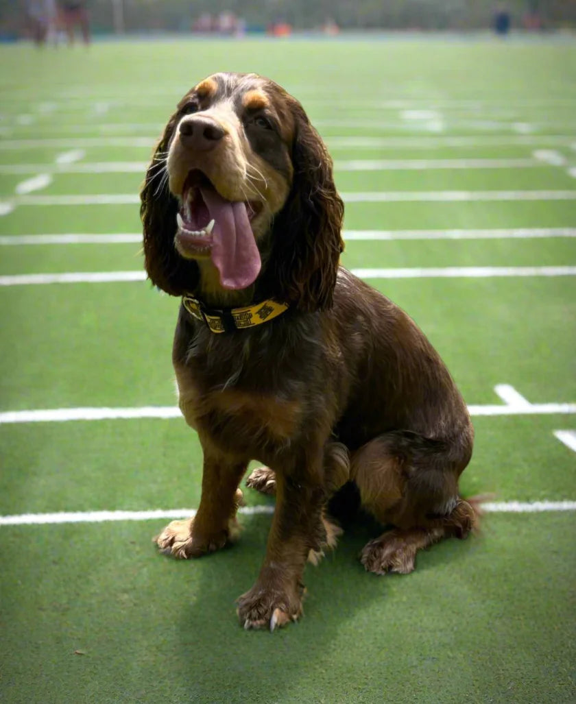 Collar Para Mascota Terrible Towel Steelers