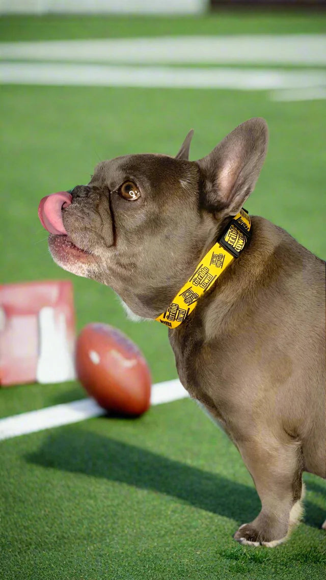 Collar Para Mascota Terrible Towel Steelers